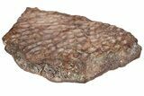 Fossil Metoposaurid Skull Section - Chinle Formation, Arizona #153724-5